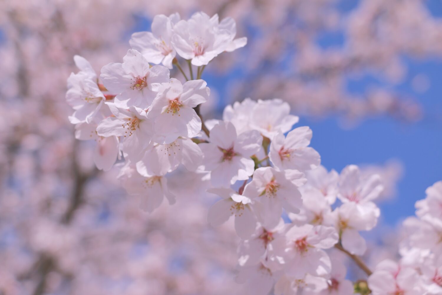 熊本の絶景お花見スポット６選